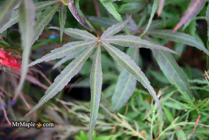 - Acer palmatum 'Peve Dave' Japanese Maple - Mr Maple │ Buy Japanese Maple Trees
