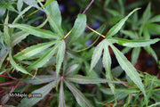 - Acer palmatum 'Peve Dave' Japanese Maple - Mr Maple │ Buy Japanese Maple Trees