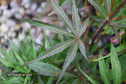 - Acer palmatum 'Peve Dave' Japanese Maple - Mr Maple │ Buy Japanese Maple Trees