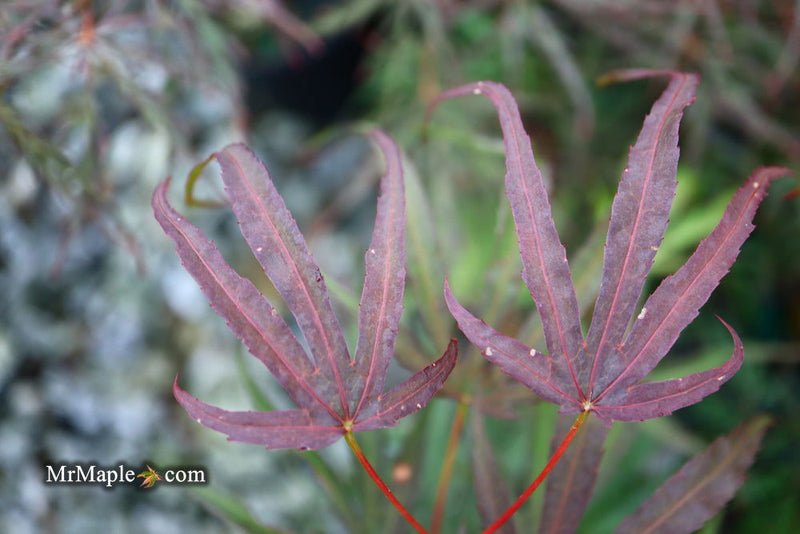 - Acer palmatum 'Peve Dave' Japanese Maple - Mr Maple │ Buy Japanese Maple Trees