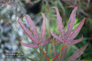 - Acer palmatum 'Peve Dave' Japanese Maple - Mr Maple │ Buy Japanese Maple Trees