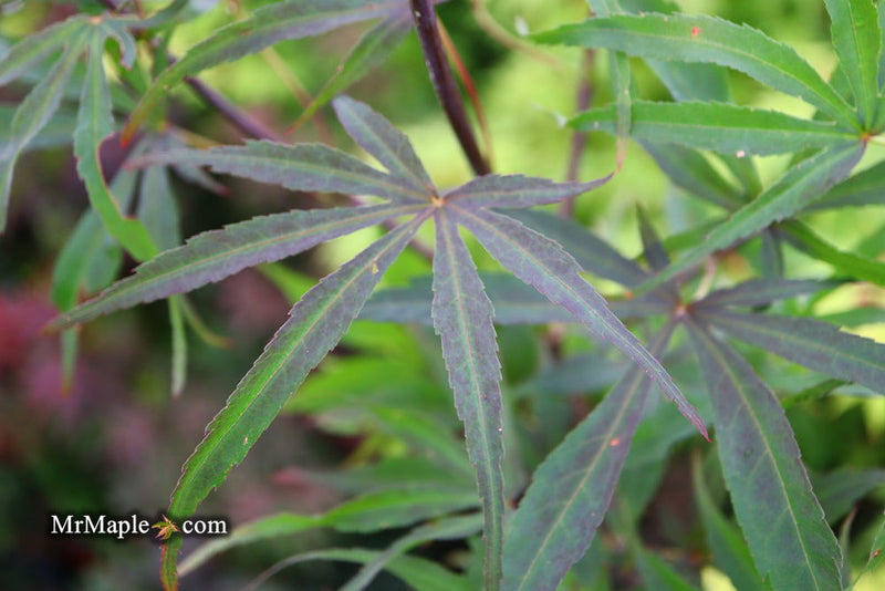 - Acer palmatum 'Peve Dave' Japanese Maple - Mr Maple │ Buy Japanese Maple Trees