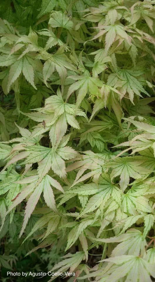 - Acer palmatum 'Peve Multicolor' Japanese Maple - Mr Maple │ Buy Japanese Maple Trees