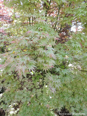 - Acer palmatum 'Peve Multicolor' Japanese Maple - Mr Maple │ Buy Japanese Maple Trees