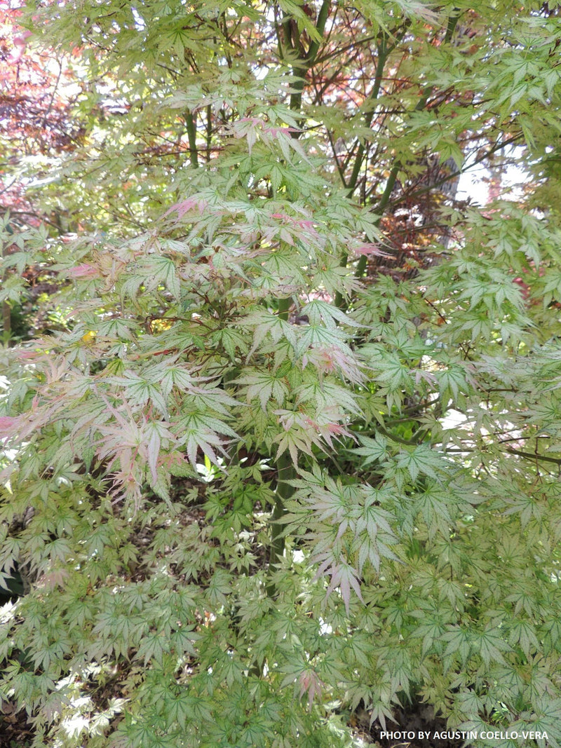 - Acer palmatum 'Peve Multicolor' Japanese Maple - Mr Maple │ Buy Japanese Maple Trees