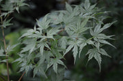 - Acer palmatum 'Peve Multicolor' Japanese Maple - Mr Maple │ Buy Japanese Maple Trees