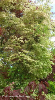 - Acer palmatum 'Peve Multicolor' Japanese Maple - Mr Maple │ Buy Japanese Maple Trees