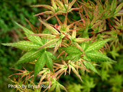 - Acer palmatum 'Peve Multicolor' Japanese Maple - Mr Maple │ Buy Japanese Maple Trees