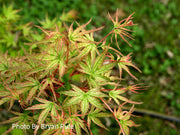 - Acer palmatum 'Peve Multicolor' Japanese Maple - Mr Maple │ Buy Japanese Maple Trees