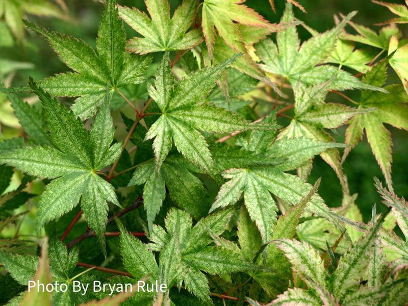 - Acer palmatum 'Peve Multicolor' Japanese Maple - Mr Maple │ Buy Japanese Maple Trees