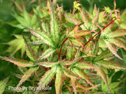 - Acer palmatum 'Peve Multicolor' Japanese Maple - Mr Maple │ Buy Japanese Maple Trees