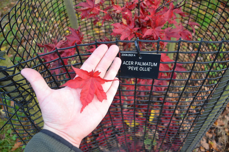 - Acer palmatum 'Peve Ollie' Japanese Maple - Mr Maple │ Buy Japanese Maple Trees