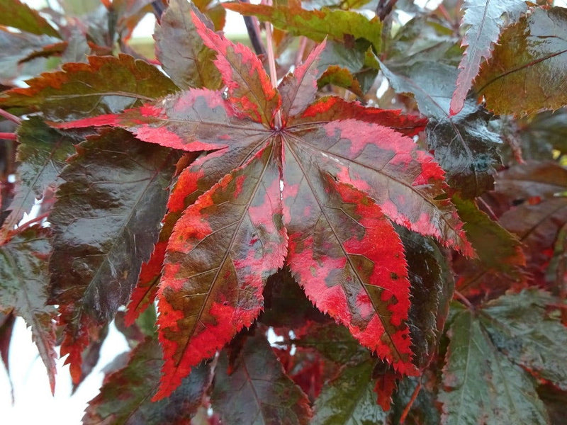 - Acer palmatum 'Peve Ollie' Japanese Maple - Mr Maple │ Buy Japanese Maple Trees