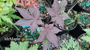- Acer palmatum 'Peve Ollie' Japanese Maple - Mr Maple │ Buy Japanese Maple Trees