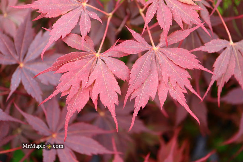- Acer palmatum 'Peve Stanley' Japanese Maple - Mr Maple │ Buy Japanese Maple Trees