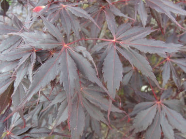- Acer palmatum 'Peve Stanley' Japanese Maple - Mr Maple │ Buy Japanese Maple Trees