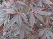 - Acer palmatum 'Peve Stanley' Japanese Maple - Mr Maple │ Buy Japanese Maple Trees