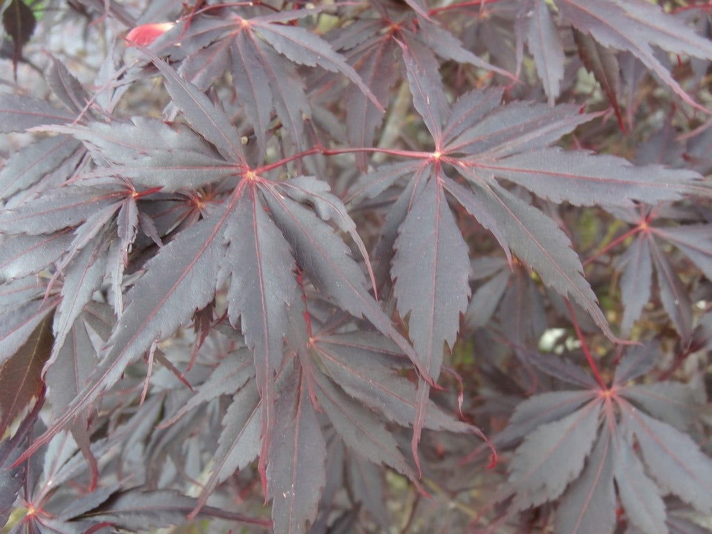 Buy Red Japanese Maples — Mr Maple │ Buy Japanese Maple Trees