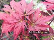 - Acer palmatum 'Peve Stanley' Japanese Maple - Mr Maple │ Buy Japanese Maple Trees