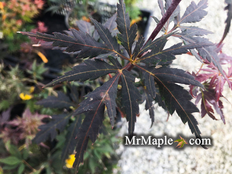 - Acer palmatum 'Peve Stanley' Japanese Maple - Mr Maple │ Buy Japanese Maple Trees