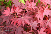 - Acer palmatum 'Peve Stanley' Japanese Maple - Mr Maple │ Buy Japanese Maple Trees