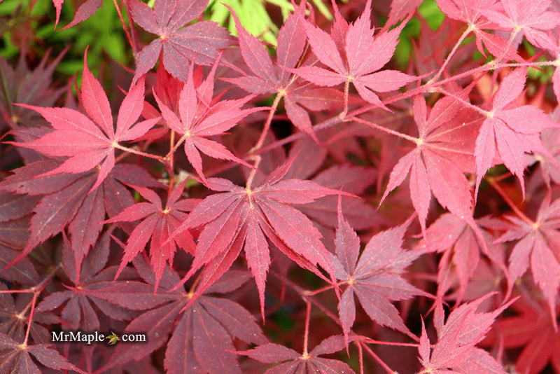 - Acer palmatum 'Peve Stanley' Japanese Maple - Mr Maple │ Buy Japanese Maple Trees