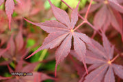 - Acer palmatum 'Peve Stanley' Japanese Maple - Mr Maple │ Buy Japanese Maple Trees