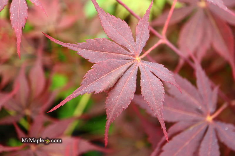 - Acer palmatum 'Peve Stanley' Japanese Maple - Mr Maple │ Buy Japanese Maple Trees