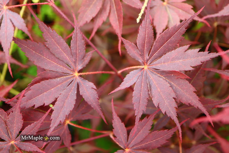 - Acer palmatum 'Peve Stanley' Japanese Maple - Mr Maple │ Buy Japanese Maple Trees