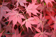 - Acer palmatum 'Peve Stanley' Japanese Maple - Mr Maple │ Buy Japanese Maple Trees