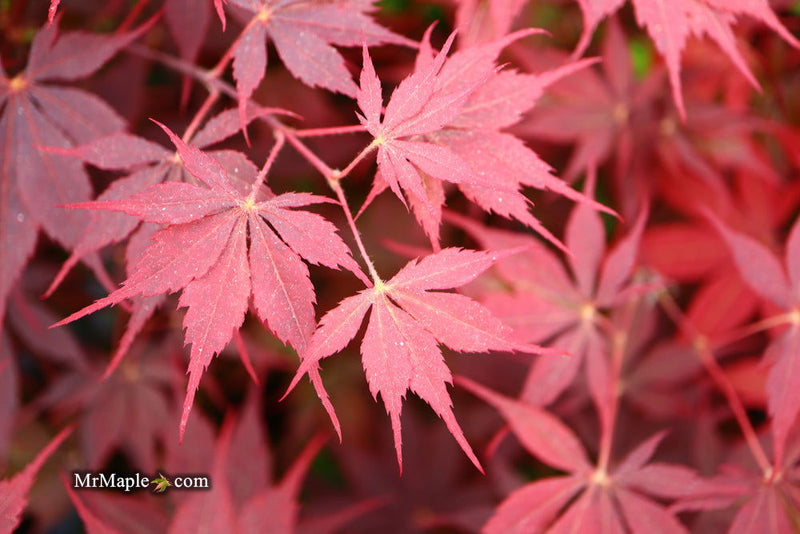 - Acer palmatum 'Peve Stanley' Japanese Maple - Mr Maple │ Buy Japanese Maple Trees