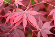 - Acer palmatum 'Peve Stanley' Japanese Maple - Mr Maple │ Buy Japanese Maple Trees