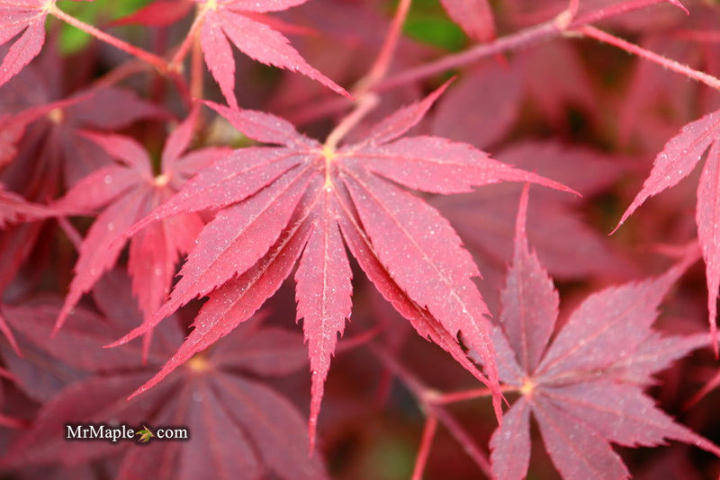- Acer palmatum 'Peve Stanley' Japanese Maple - Mr Maple │ Buy Japanese Maple Trees