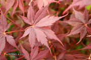 - Acer palmatum 'Peve Stanley' Japanese Maple - Mr Maple │ Buy Japanese Maple Trees