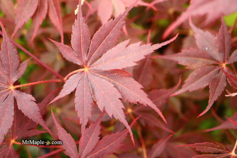 - Acer palmatum 'Peve Stanley' Japanese Maple - Mr Maple │ Buy Japanese Maple Trees