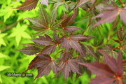 - Acer palmatum 'Peve Stanley' Japanese Maple - Mr Maple │ Buy Japanese Maple Trees