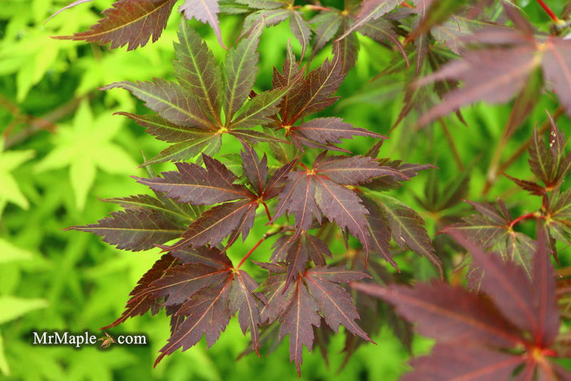 - Acer palmatum 'Peve Stanley' Japanese Maple - Mr Maple │ Buy Japanese Maple Trees