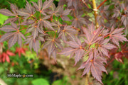 - Acer palmatum 'Peve Stanley' Japanese Maple - Mr Maple │ Buy Japanese Maple Trees
