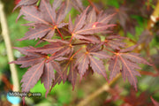 - Acer palmatum 'Peve Stanley' Japanese Maple - Mr Maple │ Buy Japanese Maple Trees