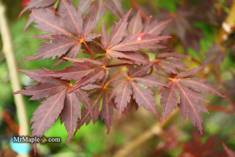 - Acer palmatum 'Peve Stanley' Japanese Maple - Mr Maple │ Buy Japanese Maple Trees