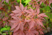- Acer palmatum 'Peve Stanley' Japanese Maple - Mr Maple │ Buy Japanese Maple Trees