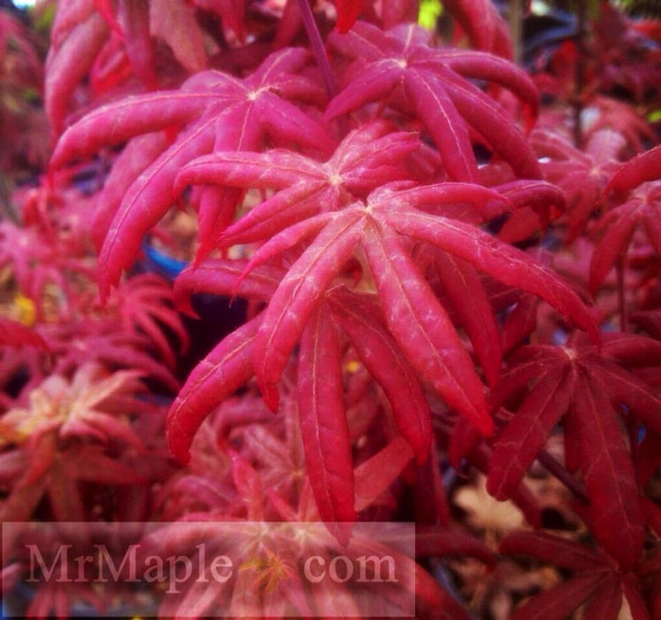 - FOR PICK UP ONLY | Acer palmatum 'Peve Starfish' Japanese Maple | DOES NOT SHIP - Mr Maple │ Buy Japanese Maple Trees