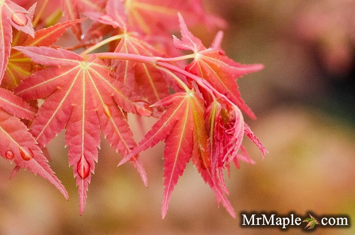 - Acer palmatum 'Phoenix' Japanese Maple - Mr Maple │ Buy Japanese Maple Trees