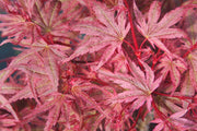 - Acer palmatum 'Phoenix' Japanese Maple - Mr Maple │ Buy Japanese Maple Trees