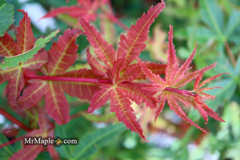 - Acer palmatum 'Phoenix' Japanese Maple - Mr Maple │ Buy Japanese Maple Trees