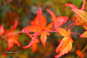 - Acer palmatum 'Phoenix' Japanese Maple - Mr Maple │ Buy Japanese Maple Trees