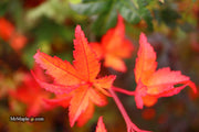 - Acer palmatum 'Phoenix' Japanese Maple - Mr Maple │ Buy Japanese Maple Trees