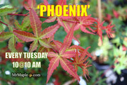 - Acer palmatum 'Phoenix' Japanese Maple - Mr Maple │ Buy Japanese Maple Trees