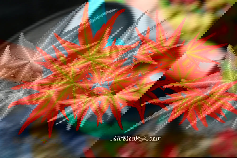 Acer palmatum　直径20～23㎝　53個 Acer palmatum 直径20～23㎝ 53個 Buy Acer palmatum 'Skeeter's Red