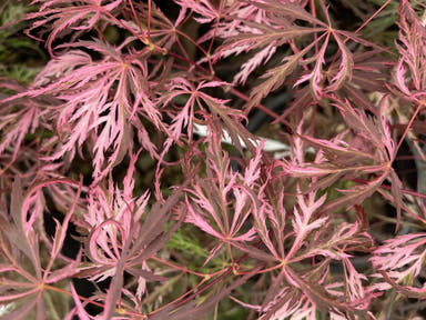 - Acer palmatum 'Pink Ballerina' Japanese Maple - Mr Maple │ Buy Japanese Maple Trees